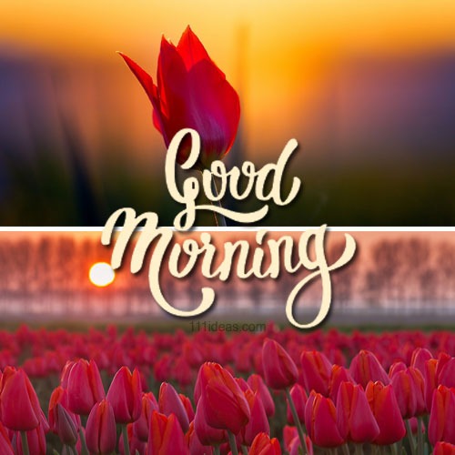 Good Morning Wallpaper Download 2021 Image ID 16