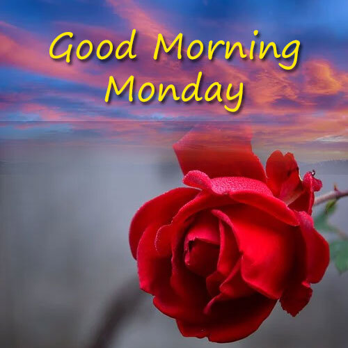 romantic rose image with good morning